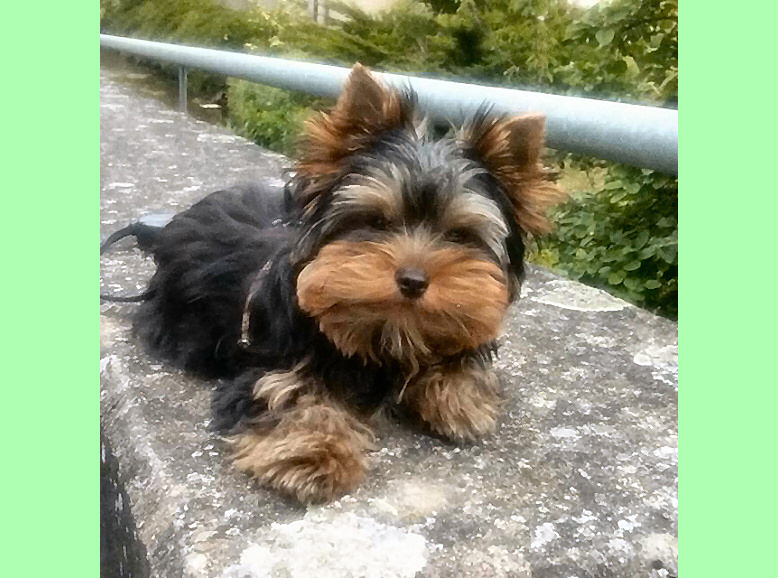 Yorkshire Terrier Roger 5 Monate, ganz glcklich beim spazieren gehen mit Frauchen