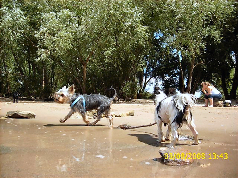 Mit Frauchen im Rhein baden, super !!!