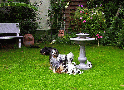 Biewer Welpen mit ca. 8 Wochen im Garten