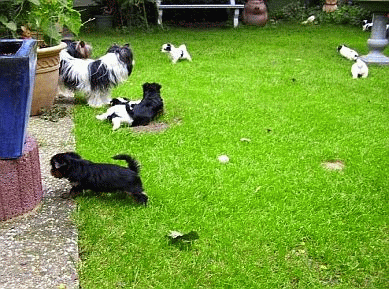 Yorkie und Biewer Welpen mit ca. 8 Wochenbeim Spielen im Garten